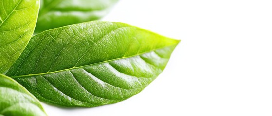Obraz premium Close-up of a green leaf against a white background, with soft focus applied specifically to the leaf's center