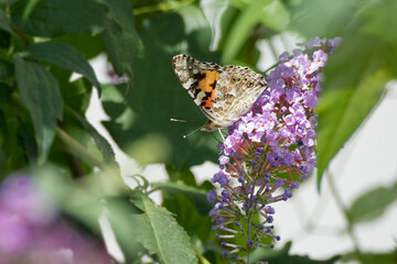 Painted Lady (Vanessa cardui) butterfly perched on summer lilac in Zurich, Switzerland
