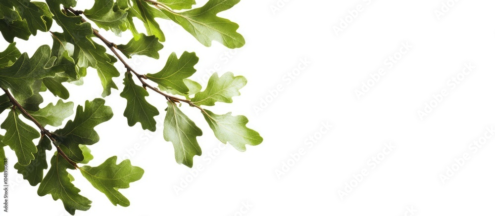 Fototapete oak leaves set against a white background quercus robur. with copy space image. place for adding tex