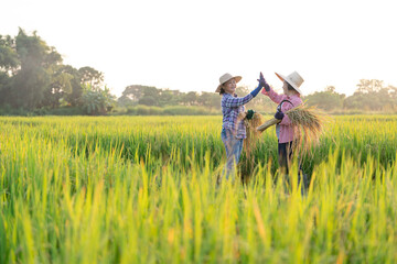 asian female farmers one hands holding harvested rice and other hands doing high five together while working in paddy field in the evening sun,rice agriculture,harvesting season