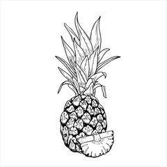 Vector pineapple with leaves and slice hand drawn isolated illustration. Whole tropical ananas fruit stylized monochrome graphic sketch. Sweet dessert for package decor. menu, recipes.