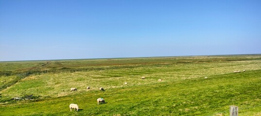 Schafe auf dem Deich in Nordfriesland