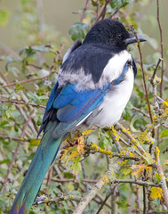 Eurasian Magpie (Pica pica) perched showing the beautiful irridescence in its feathers, Cornwall,...