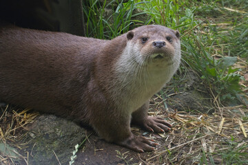 European Otter, (Lutra lutra), portrait, looking at the camera, captive bred.