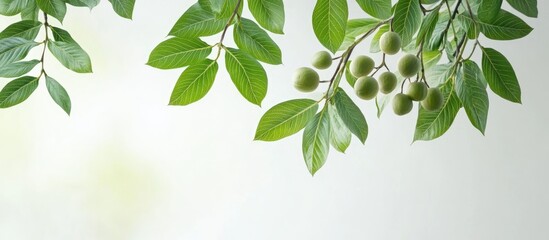 Branches of the Caucasian Walnut tree or Pterocarya Fraxinifolia part of the Juglandaceae family found in a park or garden Pterocarya fraxinifolia branches with fruit. with copy space image