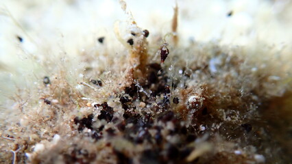 Very small sea snail Cerithiopsis cf. eats hydroid (species identification impossible) close-up undersea, Aegean Sea, Greece, Halkidiki, Pirgos beach