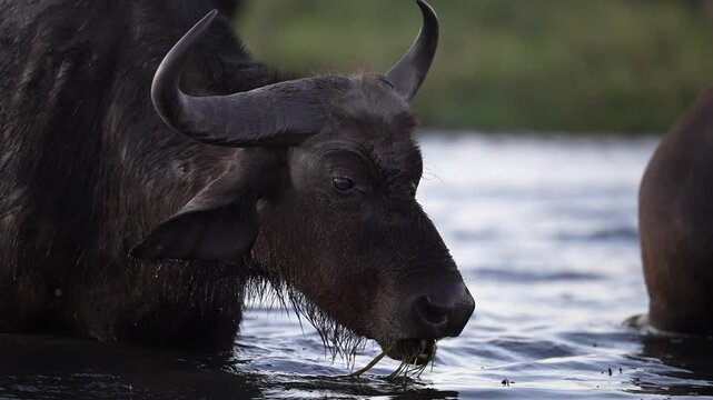 Cape Buffalo or African buffalo (Syncerus caffer) is a large sub-Saharan African bovine eating aquatic weeds in the Chobe river. Slow motion, 25 percent natural speed.
