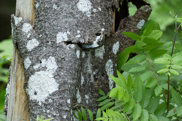 Eurasian treecreeper coming out of a nest under loose tree bark and holding a fecal sac on a sunny spring morning in a boreal forest in Estonia, Northern Europe	