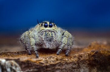 Cute hairy Hyllus diardi jumping spider in nature with copy space