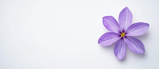Obraz premium Purple flower on a white background Spring floral backdrop Flat lay greeting card. with copy space image. Place for adding text or design