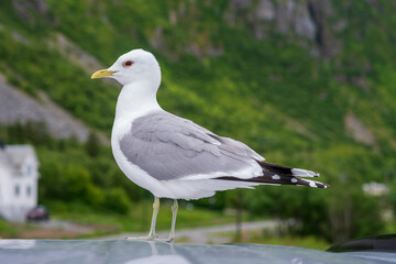 Close up portrait of a standing seagull, side profile with detail of yellow beak, eyes, and white, black and grey feathers, orange ring around eye, green bokeh background. Coastal european bird