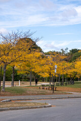 Woman wallking through park in Fall Season with Yellow Leafs on Trees