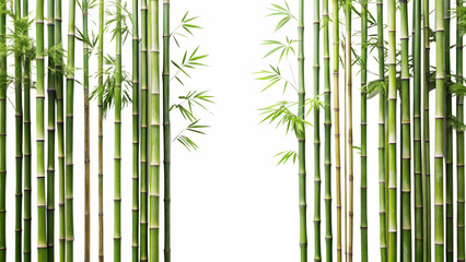 bamboo forest background