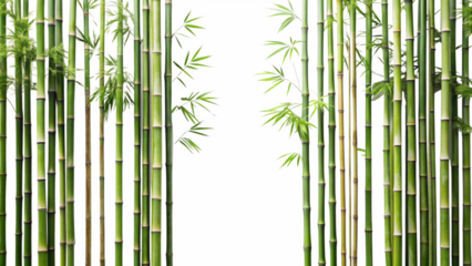 bamboo forest background