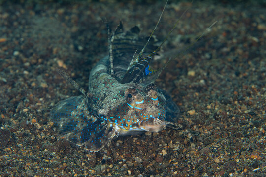 Using its modified pelvic fins, a Fingered dragonet, Dactylopus dactylopus, crawls across a black sand seafloor in Indonesia. 