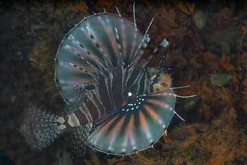 A Zebra lionfish, Dendrochirus zebra, swims over a coral reef in Indonesia. These beautiful,...