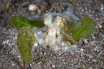 A small, unidentified octopus is found at night on a black sand seafloor along the coast of Flores, Indonesia. Octopus are often more active at night when there are fewer predators about.