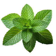 fresh mint leaves with real transparent shadow isolated on transparent background