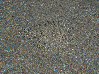 A Leopard flounder, Bothus pantherinus, is found on a black sand slope in the Lesser Sunda Islands of Indonesia. Flatfish are common on sandy habitats.
