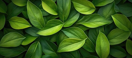 Fototapeta premium Nature of green leaves in a garden Natural green leaf plants serve as a backdrop for an environmental cover page showcasing ecology or greenery wallpaper. with copy space image