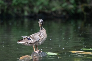 Beautiful wild ducks are swimming in the pond.