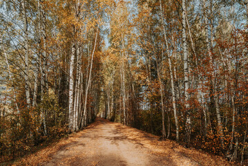 Fototapeta premium Beautiful birch tree alley at Autumn