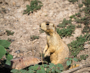 close-up of a Utah prairie dog (Cynomys parvidens) on guard duty