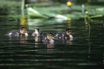 Beautiful wild ducks are swimming in the pond.