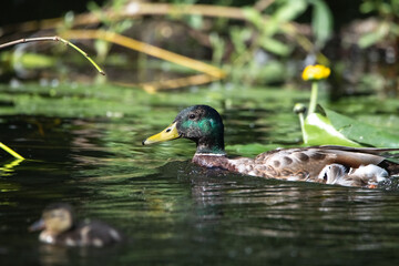 Beautiful wild ducks are swimming in the pond.