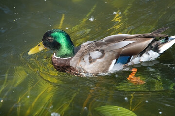 Beautiful wild ducks are swimming in the pond.