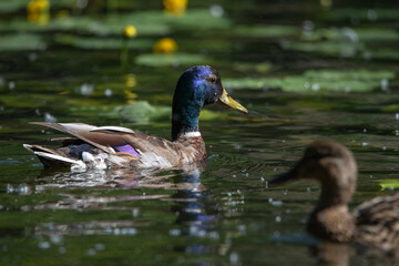 Obraz premium Beautiful wild ducks are swimming in the pond.
