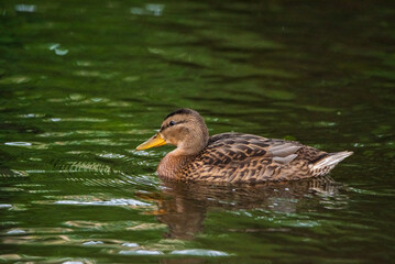 Beautiful wild ducks are swimming in the pond.