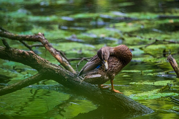 Beautiful wild ducks are swimming in the pond.