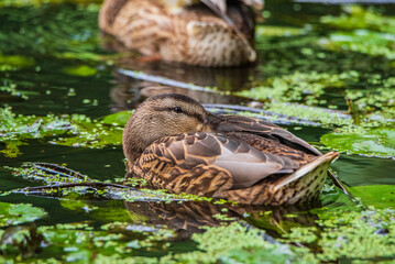 Beautiful wild ducks are swimming in the pond.