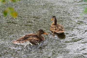 Beautiful wild ducks are swimming in the pond.