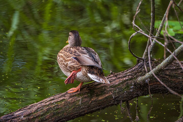 Beautiful wild ducks are swimming in the pond.
