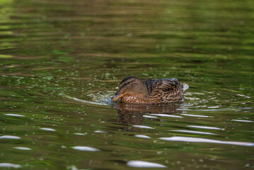 Beautiful wild ducks are swimming in the pond.