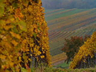 Fototapeta premium Herbst im Weingarten