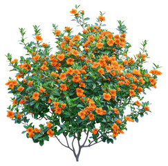 PNG Real orange flower bushes flowers leaves plant.