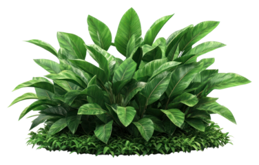 PNG Real tropical garden bushes plant decoration botanical.