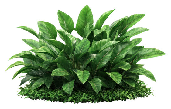 Fototapeta PNG Real tropical garden bushes plant decoration botanical.