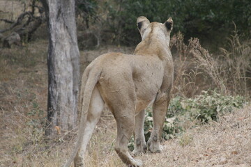 Fototapeta premium lioness in the wild