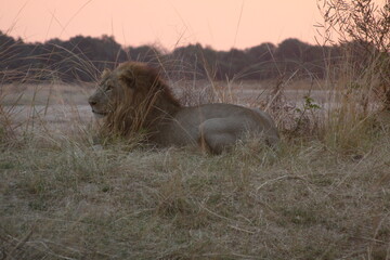 Obraz premium king of the jungle