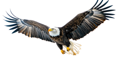 Bald Eagles Soaring Gracefully Against a Clear Sky Generative AI