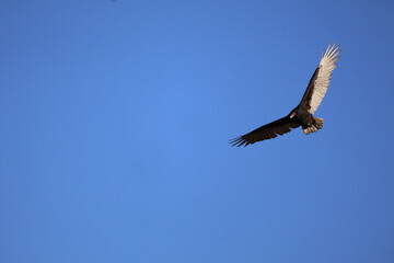 Turkey Vulture in Flight