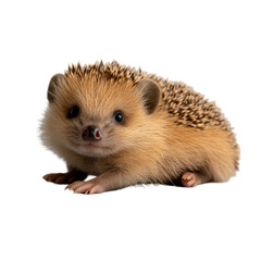 Obraz premium 白い背景に座っている愛らしいハリネズミ - 透明な背景の png