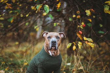 Portrait of dog in clothes on autumn background