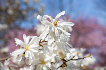 branch with white magnolia blossoms, blurry cherry tree and blue sky in the background