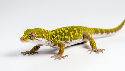 Gecko on white background isolated
