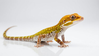Obraz premium Gecko on white background isolated 